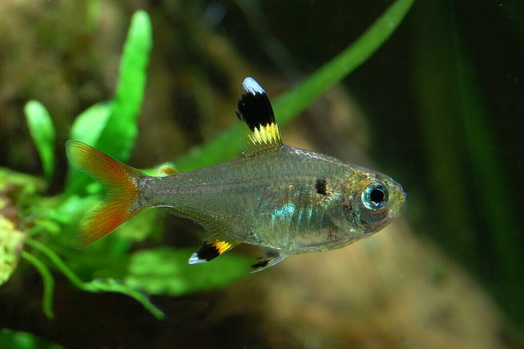 Imagem do Tetra Pristella